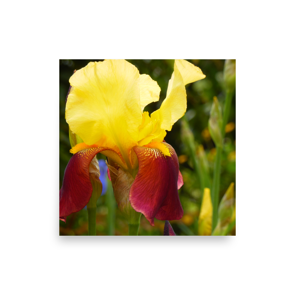 Behold this Beauty by Shields Era