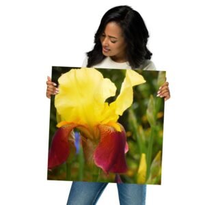 Behold this Beauty by Shields Era